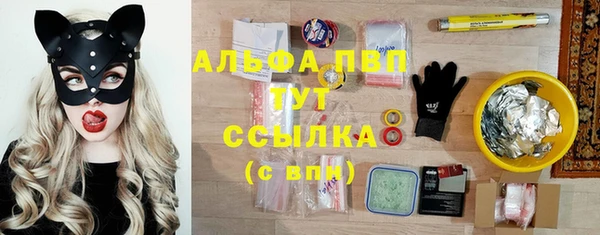 сатива Беломорск